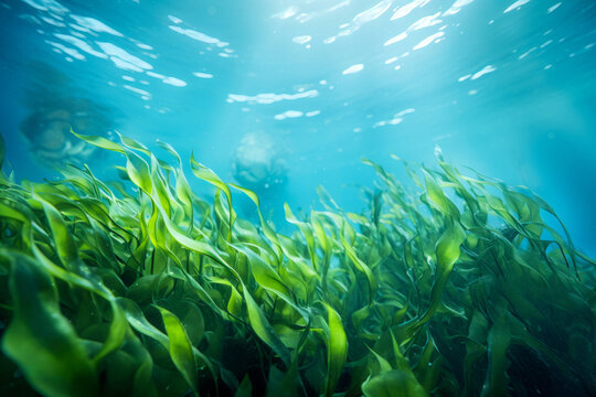 Kelp forest